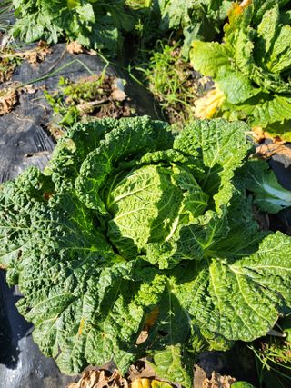 오정현님의 2024년 농사 계획은? · 참여글 작성글 사진