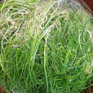 오정현님의 2024년 농사 계획은? · 참여글 작성글 사진