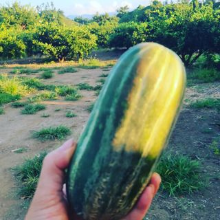 오정현님의 2024년 농사 계획은? · 참여글 작성글 사진