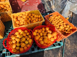 오정현님의 2024년 농사 계획은? · 참여글 작성글 사진