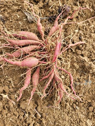 논산상월안정환님의 2024년 농사 계획은? · 참여글 작성글 사진