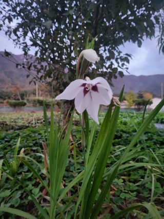논산상월안정환님의 2024년 농사 계획은? · 참여글 작성글 사진