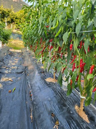 논산상월안정환님의 2024년 농사 계획은? · 참여글 작성글 사진