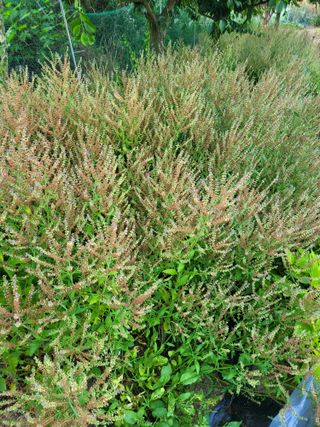 논산상월안정환님의 2024년 농사 계획은? · 참여글 작성글 사진