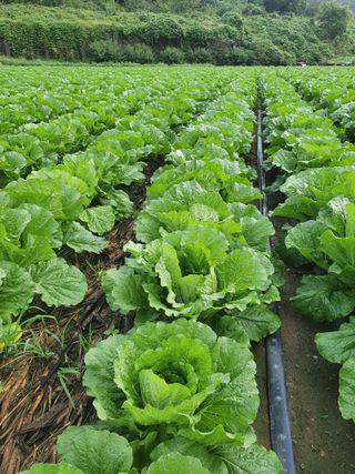 김기자(흰구름농원)님의 2024년 농사 계획은? · 참여글 작성글 사진