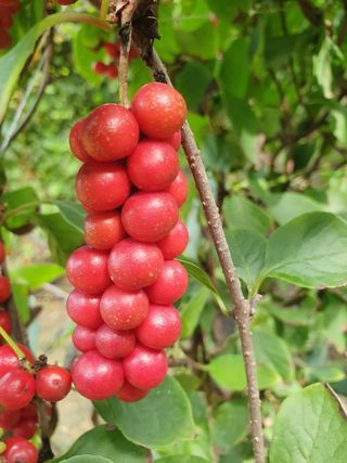 김기자(흰구름농원)님의 2024년 농사 계획은? · 참여글 작성글 사진