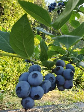 김기자(흰구름농원)님의 2024년 농사 계획은? · 참여글 작성글 사진