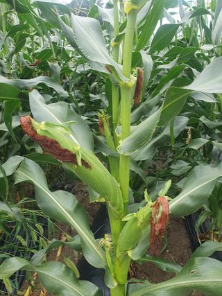 김기자(흰구름농원)님의 2024년 농사 계획은? · 참여글 작성글 사진