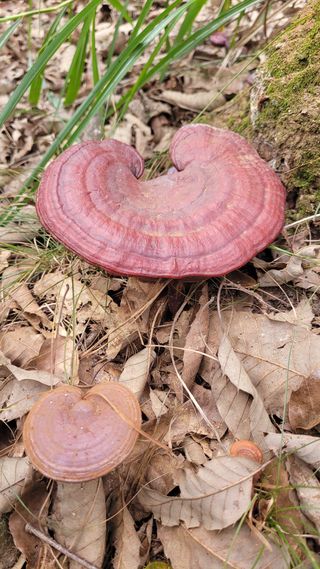 강화댁님의 자유주제 · 자유게시판 작성글 사진