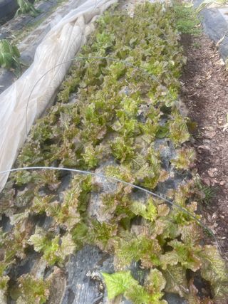 미래의 의사는 농부님의 상추 · 자유게시판 작성글 사진