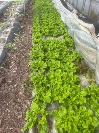 미래의 의사는 농부님의 상추 · 자유게시판 작성글 사진