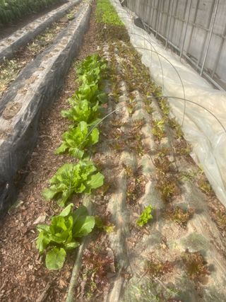 미래의 의사는 농부님의 상추 · 자유게시판 작성글 사진