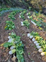 팜모닝 2024년 농사 계획은?·참여글 게시글 이미지