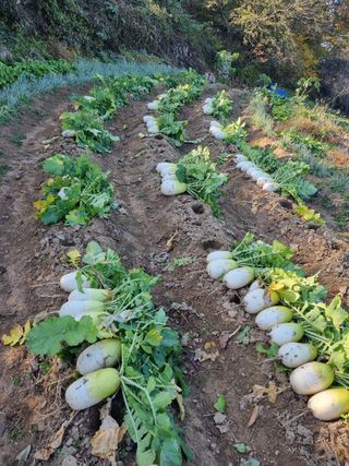 농부강님의 2024년 농사 계획은? · 참여글 작성글 사진