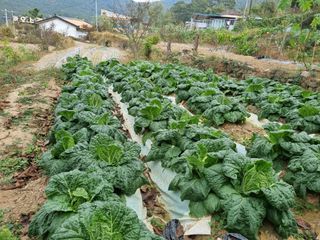 농부강님의 2024년 농사 계획은? · 참여글 작성글 사진