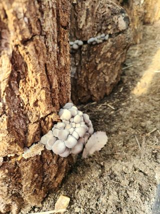 행복농원님의 버섯 · 일상 작성글 사진