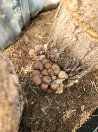 행복농원님의 버섯 · 일상 작성글 사진