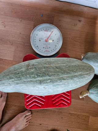 김영식님의 농사, 무엇이든 물어보세요! · 참여글 작성글 사진