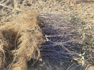 일심묘목농원님의 기타작물 · 자유게시판 작성글 사진