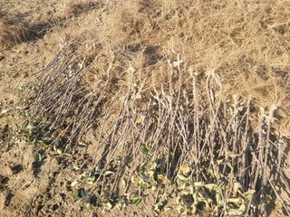 일심묘목농원님의 기타작물 · 자유게시판 작성글 사진