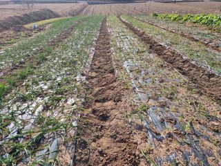 유명숙님의 마늘 · 제초 작성글 사진