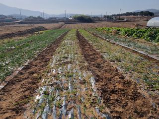 유명숙님의 마늘 · 제초 작성글 사진