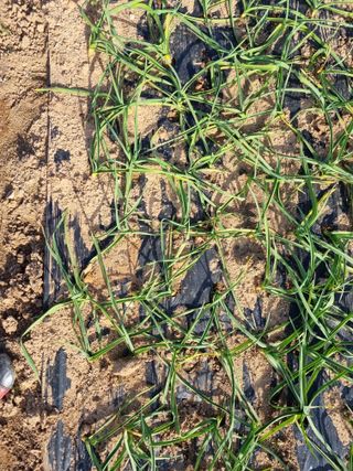 유명숙님의 마늘 · 제초 작성글 사진