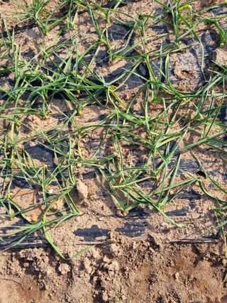 유명숙님의 마늘 · 제초 작성글 사진