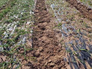 유명숙님의 마늘 · 제초 작성글 사진