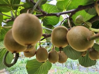 곽상철님의 2024년 농사 계획은? · 참여글 작성글 사진