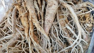 조병대님의 2024년 농사 계획은? · 참여글 작성글 사진