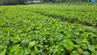 조병대님의 2024년 농사 계획은? · 참여글 작성글 사진