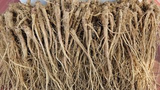 조병대님의 2024년 농사 계획은? · 참여글 작성글 사진