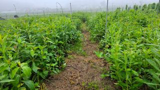 조병대님의 2024년 농사 계획은? · 참여글 작성글 사진