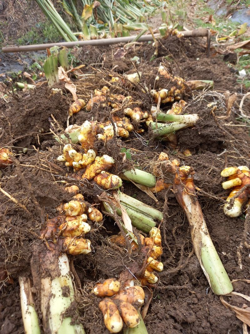 장터 상품 [강황분말  500g] 썸네일