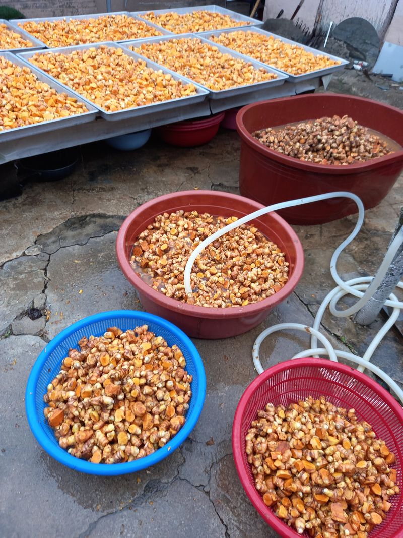 강헌구님의 장터 판매 상품 [강황분말  500g] 첨부 사진