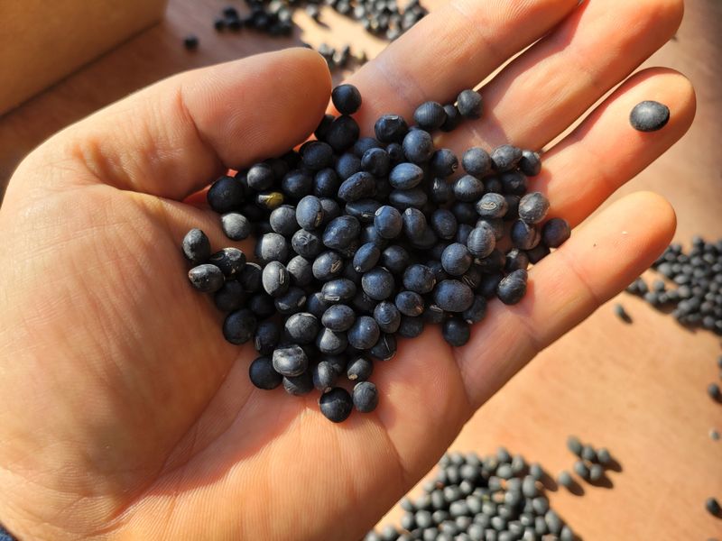 이은호님의 장터 판매 상품 [못난이 서리태 1kg] 첨부 사진