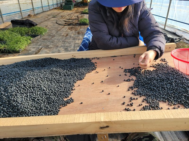 이은호님의 장터 판매 상품 [못난이 서리태 1kg] 첨부 사진