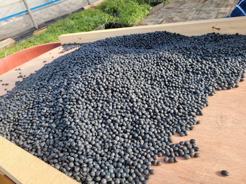 이은호님의 장터 판매 상품 [못난이 서리태 1kg] 첨부 사진