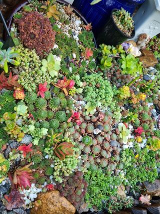 육이사랑님의 2024년 농사 계획은? · 참여글 작성글 사진