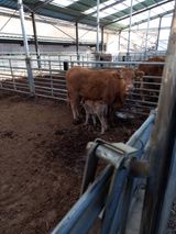 팜모닝 2024년 농사 계획은?·참여글 게시글 이미지