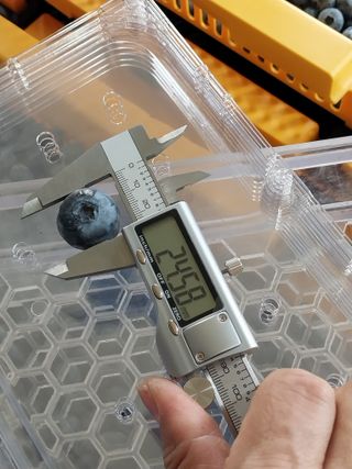 강대이님의 블루베리 · 자유게시판 작성글 사진