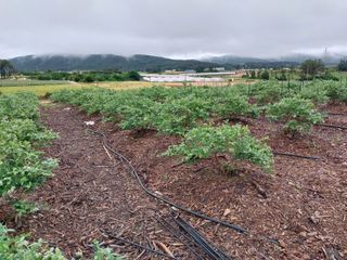 강대이님의 블루베리 · 자유게시판 작성글 사진