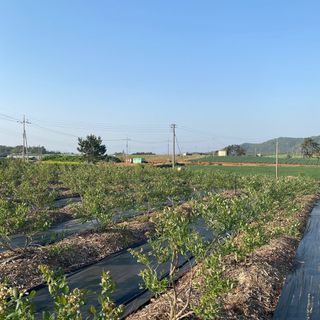 강대이님의 블루베리 · 자유게시판 작성글 사진