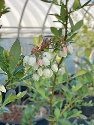 강대이님의 블루베리 · 자유게시판 작성글 사진