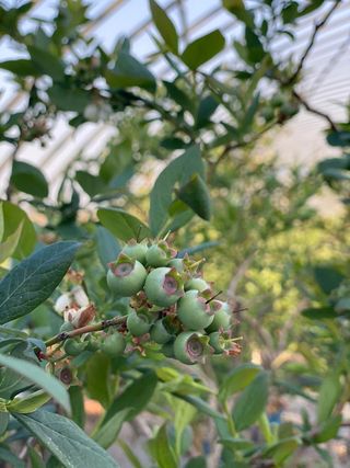 강대이님의 블루베리 · 자유게시판 작성글 사진