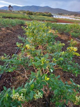 강대이님의 블루베리 · 자유게시판 작성글 사진