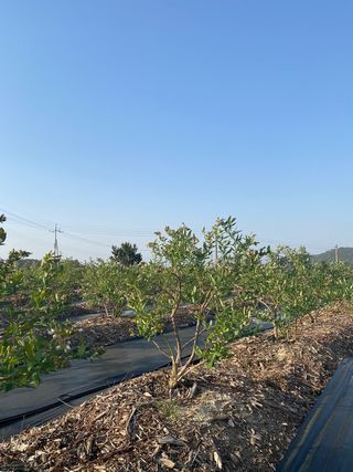 강대이님의 블루베리 · 자유게시판 작성글 사진