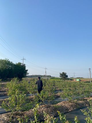 강대이님의 블루베리 · 자유게시판 작성글 사진