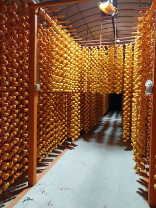 안태수님의 감 · 자유게시판 작성글 사진